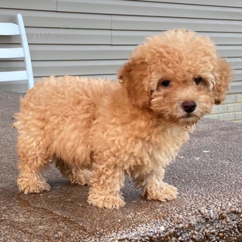 �t��ata pudla na prodej.