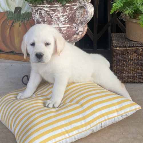 Prod�m �t��ata labradorsk�ho retr�vra.