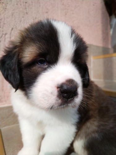 Bernard�n �t��ata