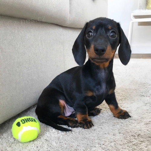 Prod�m zdrav� �t��ata trpasli��ch jezev��k�