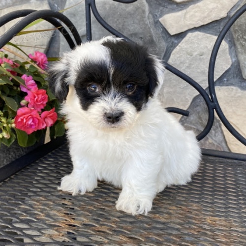 rozko�n�, kr�sn� o�kovan� a zdrav� �t��ata havanese na prodej.