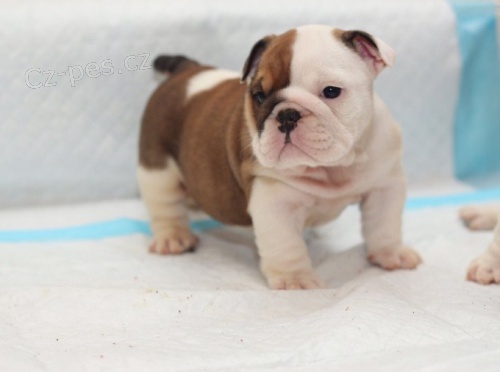 Prod�m �t��ata anglick�ho buldo�ka