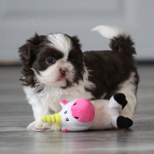 Prod�m hygienicky,soci�ln� vy�kolen� a o�kovan� �t��ata SHIH TZU