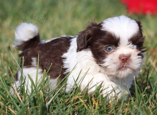 Prod�m o�kovan� �t��ata SHIH TZU