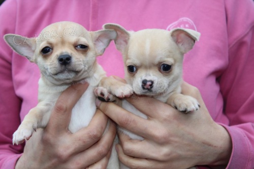 hrn��ek o�kovan�, zdrav� a od�erven� �ivava mini