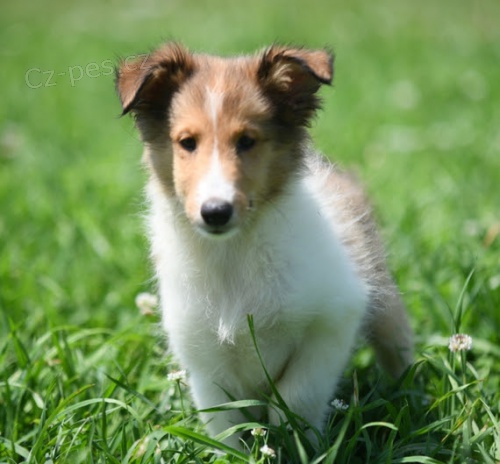 Prod�m �t��ata Shetlandsk�ho ov��ka (SHELTIE).