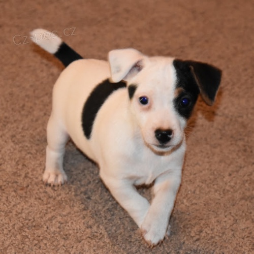 Prod�m zdrav� �t��ata jack russella.