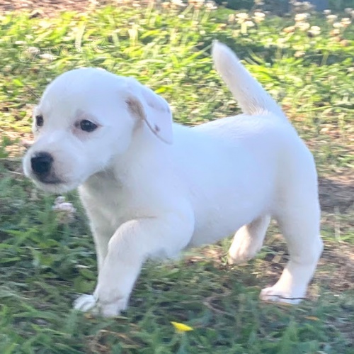 Prod�m zdrav� �t��ata jack russell teri�ra.