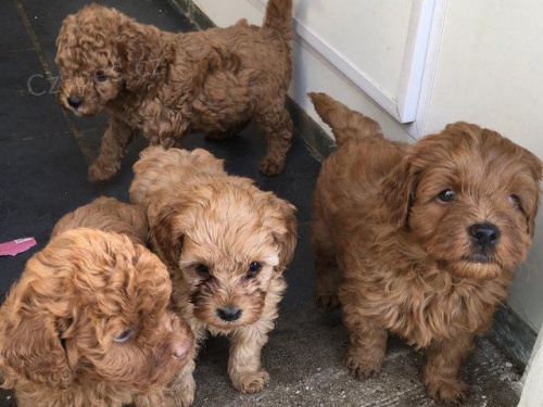 Prod�m o�kovan� a od�erven� �t��ata CAVAPOO.