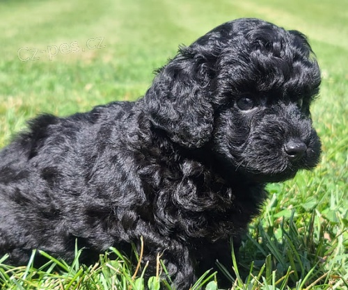 Prod�m zdrav� a kr�sn� �t���tka �ern�ho miniaturn�ho pudla.