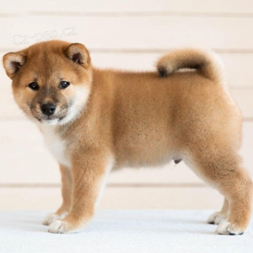 Prod�m miniaturn� �t��ata shiba inu.