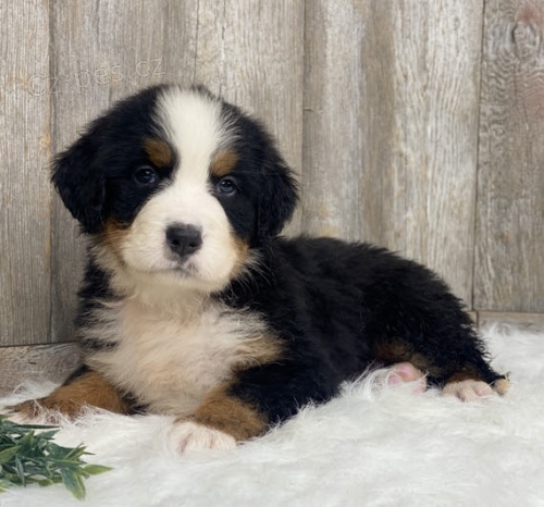 �t��ata Bernsk�ho sala�nick�ho psa k adopci. 