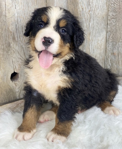 �t��ata Bernsk�ho sala�nick�ho psa k adopci. Jsou o�kovan� a od�erven�.