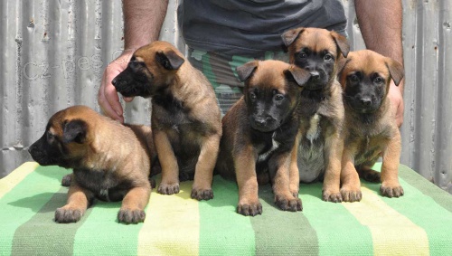 Prod�m �t��ata belgick�ho malinoise. �t��ata jsou o�kovan� a od�erven�.