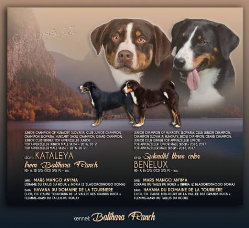 Appenzellsk� sala�n�cky pes