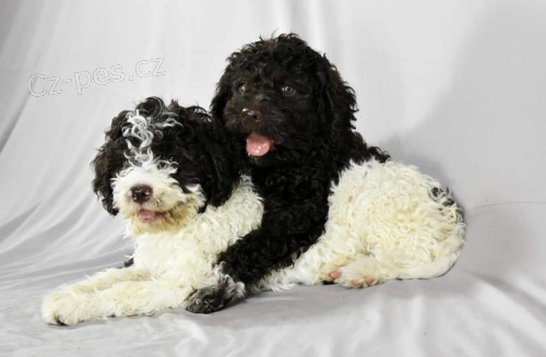 Lagotto Romagnolo �t��ata