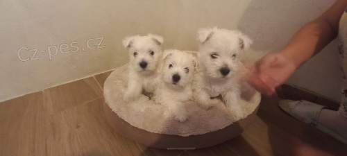 West Highland White teri�r �t��ata