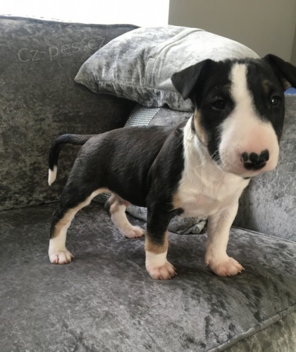 Prod�m miniaturn� �t��ata anglick�ho bulteri�ra.