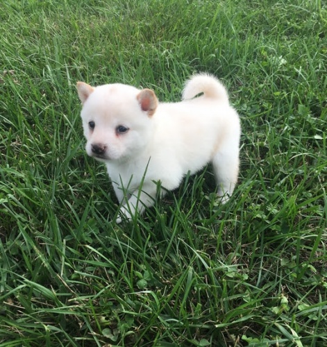 prod�m o�kovan� miniaturn� b�l� �t��ata shiba inu