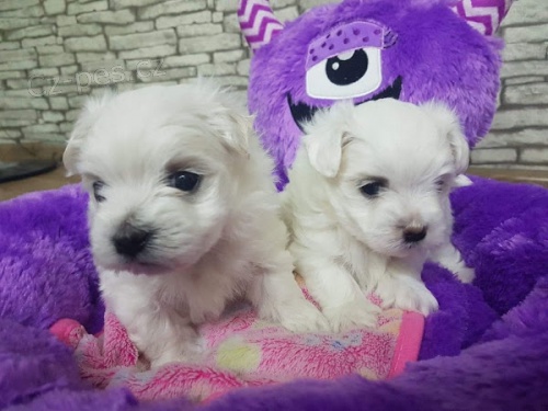 PROD�M O�KOVAN� miniaturn� �t��ata malt�z�k�.