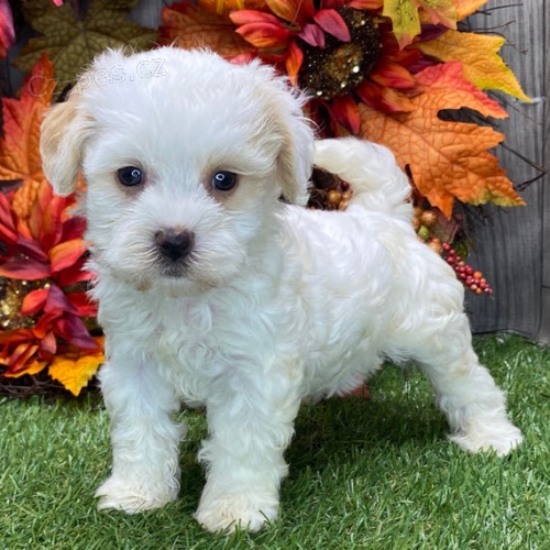 Prod�m kr�sn� a o�kovan� �t��ata Havana.