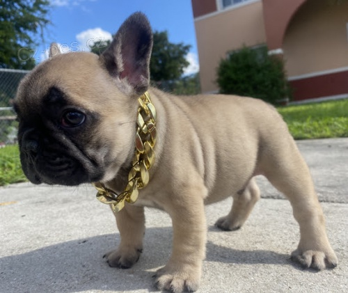 Prod�m ZDRAV� a O�KOVAN� �t��ata francouzsk�ho buldo�ka.