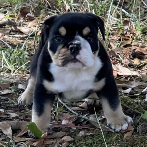 Prod�m �t��ata anglick�ho buldo�ka