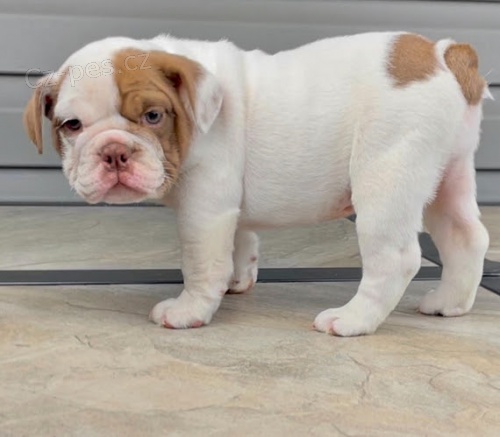 Prod�m o�kovan� �t��ata anglick�ho buldo�ka