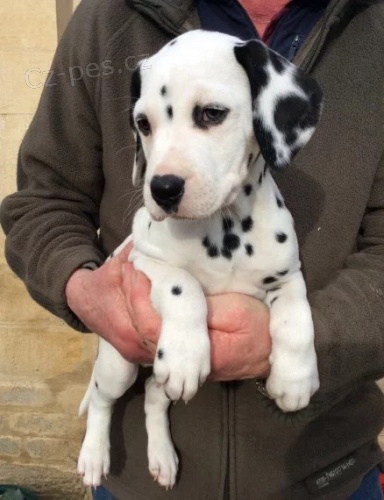 Prod�m zdrav� o�kovan� �t��ata Dalmatin�