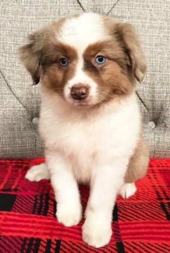 Prod�m �t��ata australsk�ho ov��ka