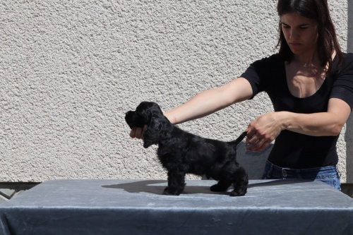 Ameri�t� kokr�pan�l� 