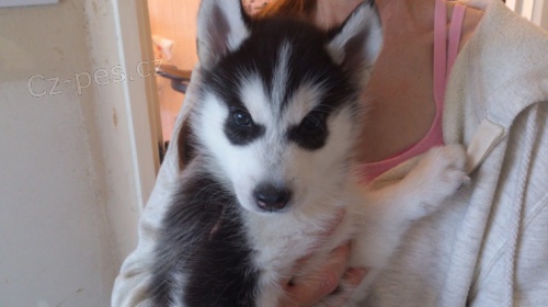 Prod�m mini sibi�sk� husky.