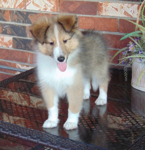 Prod�m o�kovan� a od�erven� �t��ata Sheltie (�t�n� shetlandsk�ho ov��ka).