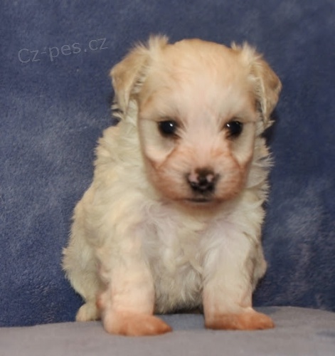 ��lek �aje �t��ata mal�ch kn�ra�� k adopci.