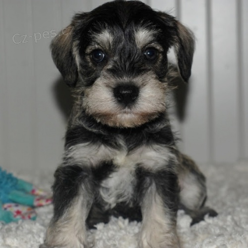 Toy kr�sn� o�kovan� �t��ata mal�ch kn�ra�� k adopci.