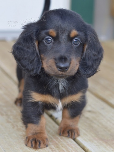 Prod�m zdrav�, o�kovan� a od�erven� �t��ata trpasli��ch dlouhosrst�ch jezev��k�