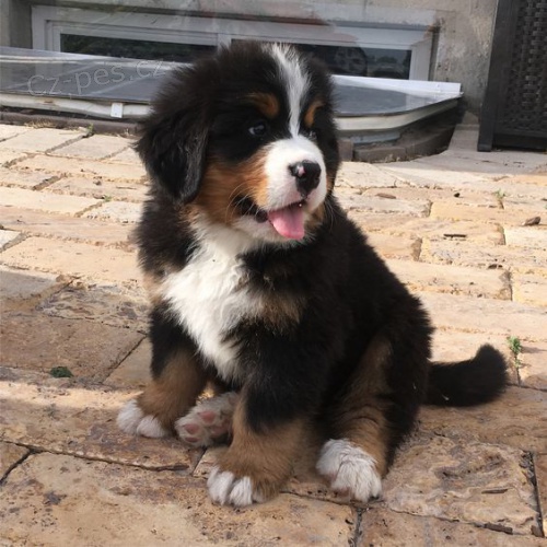 Prod�m kr�sn�ho bernsk�ho sala�nick�ho psa.