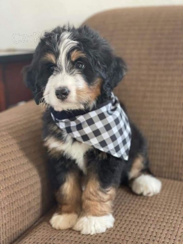 Bernedoodle �t��ata k adopci.