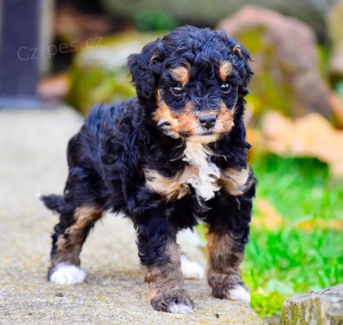 zdrav�, o�kovan� a od�erven� �t��ata Bernedoodle k adopci.