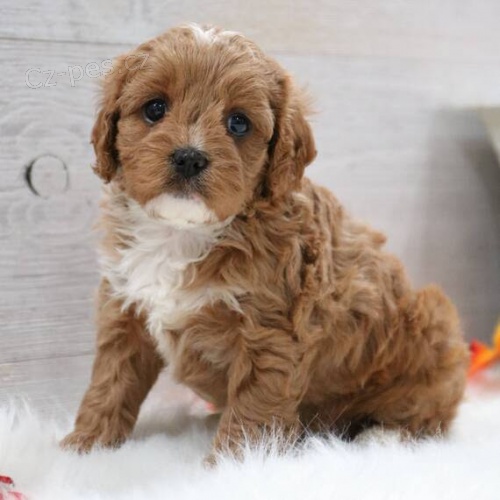 �t��ata Cavapoo k adopci.