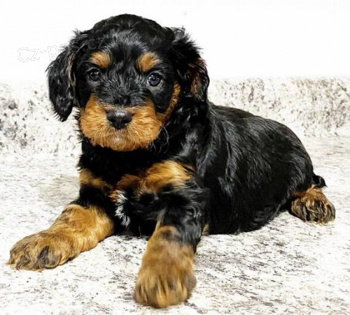 mini o�kovan� �t��ata Cavapoo pejska a feny k adopci.