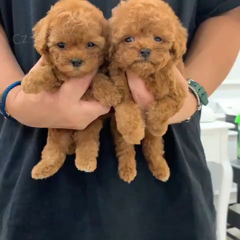 Prod�m miniaturn� �t��ata o�kovan�ho toy pudla.