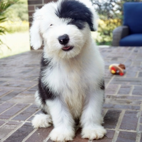 Prod�m �t��ata star�ho anglick�ho ov��ka