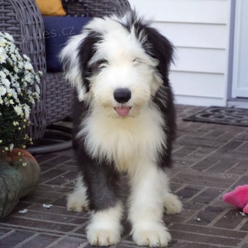 Prod�m �t��ata star�ho anglick�ho ov��ka