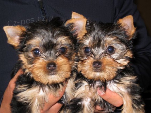 Prod�m �t��ata MINI YORKIE.