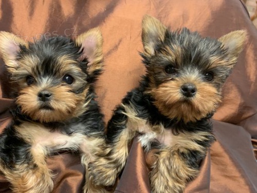 Prod�m o�kovan� a od�erven� �t��ata MINI YORKIE.