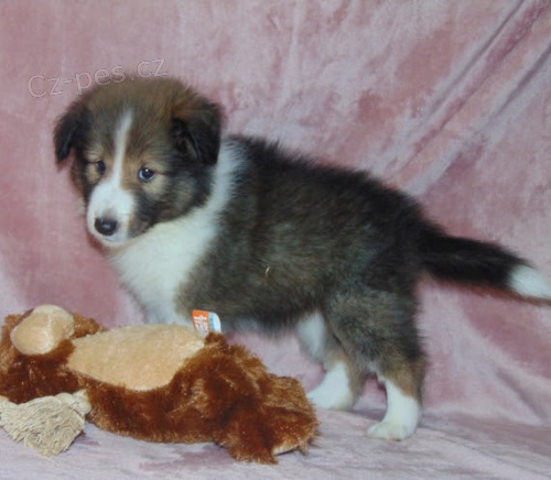 �t��ata �heltie na prodej