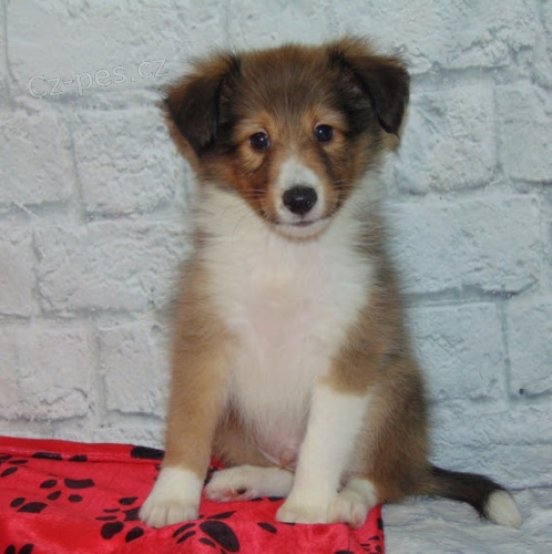 Prod�m �t��ata shetlandsk�ho ov��ka