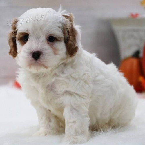 Prod�m �t��ata Cavapoo.