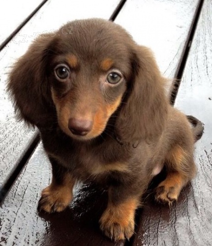 Prod�m o�kovan� a od�erven� �t��ata dlouhosrst�ch trpasli��ch jezev��k�.